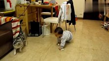 可爱小宝宝在家里追猫猫，追到一半发现追丢了回头接着追！
