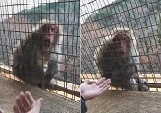 日本：动物园一猴子看游客表演魔术，张大嘴巴看呆了