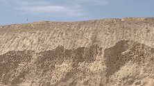 新疆伊宁：工地发现近千只燕巢，施工停止堆坝保护