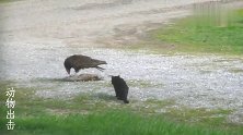 正在吃兔子的秃鹫被猫袭击