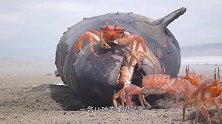 海滩一头13米长的蓝鲸搁浅，村民拿刀抢肉，场面甚是壮观！