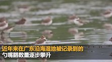 广东湛江湿地 发现34只极度濒危鸟类勺嘴鹬