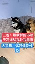 主人又开批斗会了，德牧全程无辜脸，就属二哈最不长心了