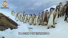 七只企鹅排队下楼梯，不料看到最后一只，网友乐坏了