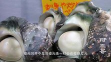 海鲜市场卖超大型夜光贝，小哥现场处理看呆食客，吃起来却很美味