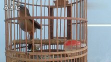 画眉鸟叫声：主人提笼，画眉鸟大叫不停，这叫声令人沉醉