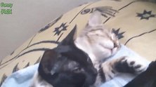 这只猫咪睡得好香啊，这可爱的小样子，真是有趣！
