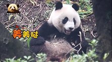 熊猫宝宝圆仔捡起树枝啃啃咬咬，可爱无比的样子太讨人喜欢了