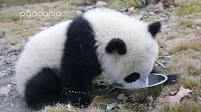 记录熊猫宝宝云五喝牛奶，盆底都舔得干干净净，萌翻百万人！