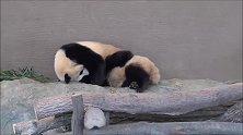 两只感情深厚的大熊猫，连睡觉也要黏在一块