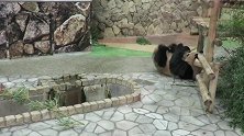 大熊猫那是不开心了，它想把一个观景台拆了吗？