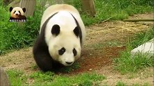 熊猫旦旦一扭一扭走猫步，“底盘”虽低，却还是萌力十足