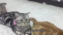 一秒神技扑到麻雀，让人叹为观止，猫：这是基本操作！