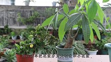 养花花盆选择有门道，各类花卉花盆也不同，尤其这1点要注意