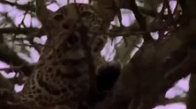 花豹从鬣狗手上拯救小猴，瞬间母爱泛滥！