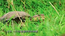 万兽之王也有无从下口的时候？想吃口乌龟肉，还被咬舌头！