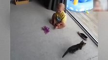 宝宝手里拿着逗猫玩具，把玩具放在小猫面前，结果被小猫抢走了！