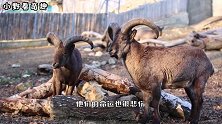 史上最憋屈的动物,躲过无数天敌,最终却死在自己的羊角下!