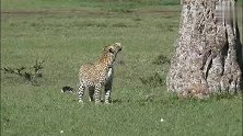 花豹妈妈捡了一只羚羊，赶紧拖走，带着幼崽过来大餐(1)