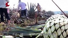 8年成熟一次，一个就能长到上百斤，酿造出来的味道堪称“顶级”