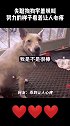 失聪狗狗看到其他狗狗吠叫，跟着人家学，努力的样子看着让人心疼
