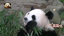 熊猫樱浜圆乎乎的大脸白到发光，笑嘻嘻的样子怎么可以这么漂亮！