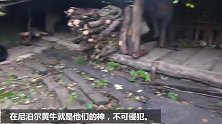 尼泊尔高山族人在牛棚里做饭吃饭，网友：他们吃那一盘我要吃一天