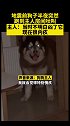 震前狗狗半夜突然跑到房间叫，主人：当时凶了它现在很愧疚  狗 地震