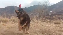 这种獒看起来长得不咋地，面上不够霸气，实际上这狗干架非常猛！