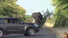 象群堵住公路吃草—路过的车辆纷纷后退躲避