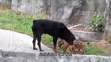 一只狗意外闯入老虎园，竟敢从虎口中抢食，虎：活腻歪了？