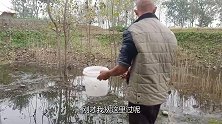 小强拎着水桶到小水沟里抓鲫鱼，一抓一个准，结果却要全部放生