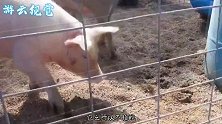 蠢笨无比的猪，却是毒蛇的克星？真是一物降一物！