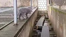 农村表姐养的猫，这都跳不过去，真是丢了喵星人的脸！