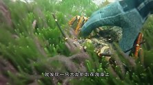 男子在大礁石下捕到一只巨型龙虾，很是漂亮，网友：赚大了