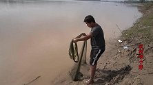黄河深沟大鲤鱼蹦起，农村小胖激动坏了！轮番撒网撵鲤鱼，来劲了