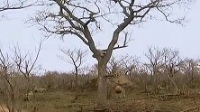 花豹幸好把猎物拖到高高的树上，树下猎食者众多！