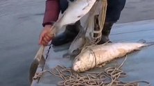 户外撒网捕鱼的大叔，一网捕获了几百斤鱼