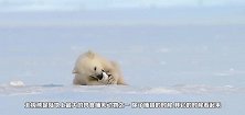 北极熊紧紧的抱住哈士奇，哈士奇一脸无奈，这次是真不敢皮了