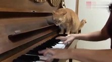 主人一弹钢琴，猫咪就捣乱，一定是吃钢琴的醋了