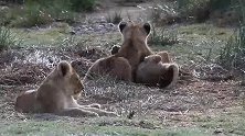 4只小狮子幼崽玩耍，不愧是可爱的萌兽