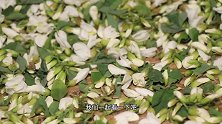 分享槐花保存小妙招，让你一年四季都吃上鲜嫩的槐花，不变味！
