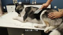 男子磨刀霍霍要给狗狗做绝育，二哈：这刀口感不错，归我了