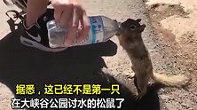 美国大峡谷小松鼠讨水喝，双手托住瓶子的模样太可爱了！