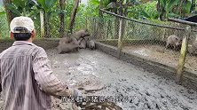 老外为了抓猪崽，竟用了这一招，猪：这是人干的事儿吗