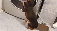 鹿犬让主人帮它洗衣服，主人嫌累不洗，鹿犬的做法叫人心服口服