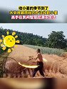 河南济源：收小麦的季节到了！大爷用最原始的方法收割小麦