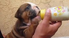一只超可爱的斗牛犬宝宝，喝奶的小动作超萌的