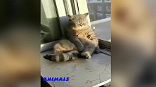 猫咪是怎么了啊，怎么还瘫坐在这里，真的是有趣呢！