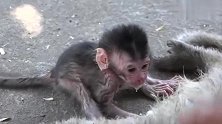 猴子宝宝还是懵的，它不知道为什么猴妈妈失去了温度